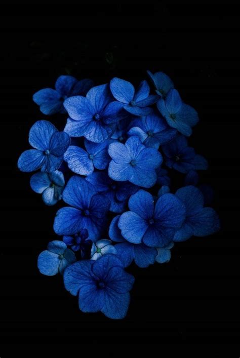 Dark Blue Flower Aesthetic Wallpapers Wallpaper Cave