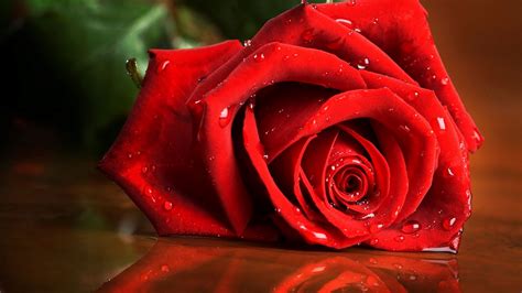 Download Wallpaper 1920x1080 Red Rose Drops Rose Full Hd Hdtv Fhd