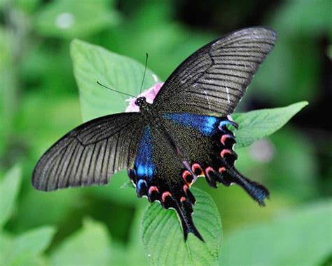 23 Especially Stunning Rare Butterflies Nature Babamail