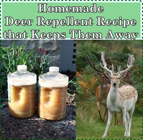 Homemade Deer Repellent Recipe That Keeps Them Away In 2020 Deer