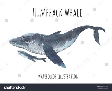 Watercolor Humpback Whales Hand Painted Realistic Whale Illustration