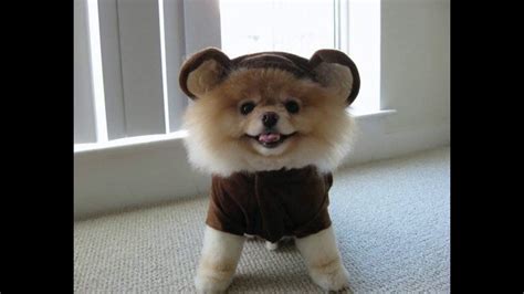 I love this as an alternative to wearing the acu jacket. Cutest images of Jiffpom - YouTube