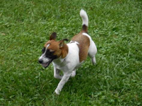 Lincolnshire English Jack Russell Terriers Russell Terrier Puppies