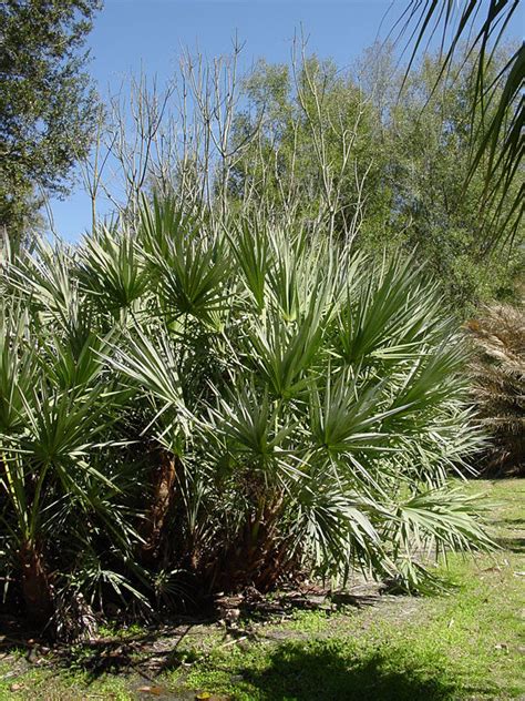 Green Saw Palmetto Palm Serenoa Repens Kens Nursery
