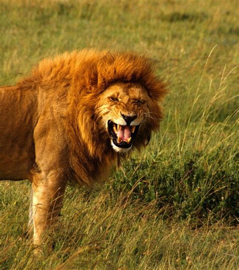 Lion Les Plus Belles Photos Du Roi De Lafrique
