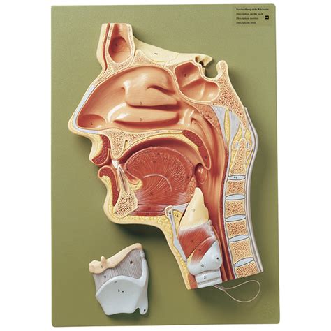 Mouth Nose And Throat Anatomy