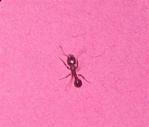 Wenn wespen anfangen, ihr nest zu bauen, kann man noch tierschutzgerecht eingreifen. Beißende Ameisen in der Wohnung! Welche Art ist das? Was ...