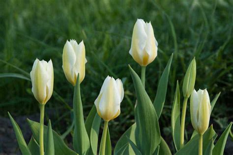 Exotic Emperor Tulip Plant Guide Care Tips Pictures And More