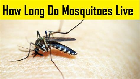 How Long Do Mosquitoes Live Life Cycle Of Mosquitoes Youtube