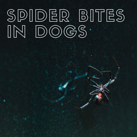 The Danger Of Spider Bites To Your Dog With Photos Gemepet