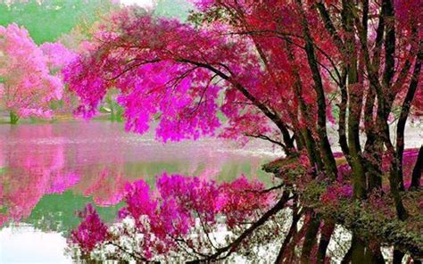 Pink Flowering Tree Reflection In Water Beautiful Scenery Pintere
