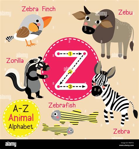 Cute Children Zoo Alphabet Z Letter Tracing Of Funny Animal Cartoon For