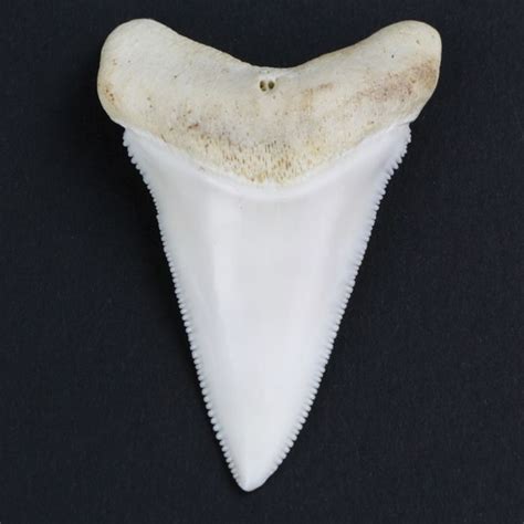 Great White Shark Tooth Carcharodon Carcharias 53cm