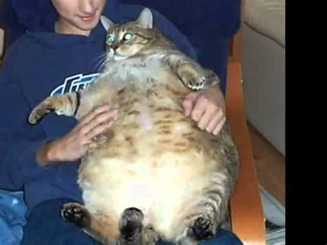 Worlds Fattest Cats Top 5fat Cats Youtube