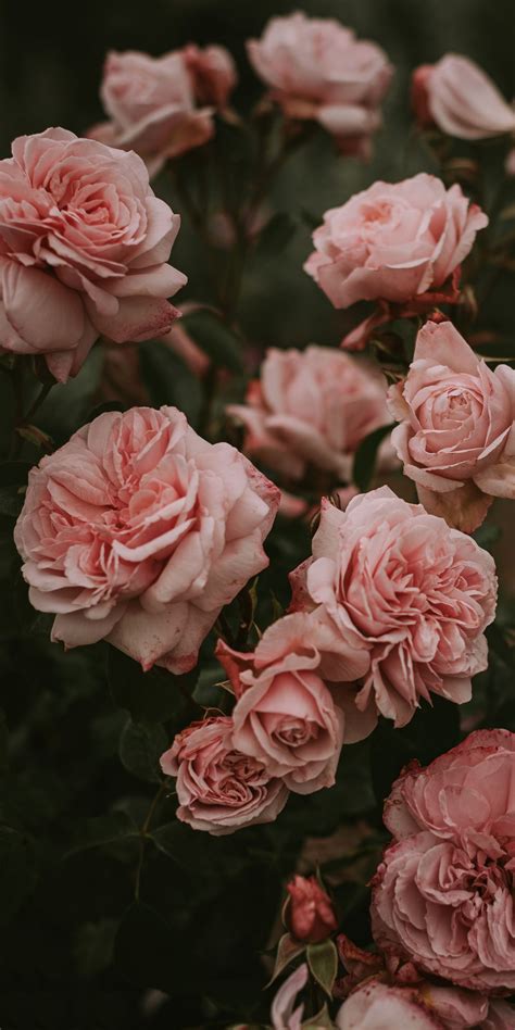 Lorene J. Franklin: Pastel Pink Background Aesthetic Flowers - Pink