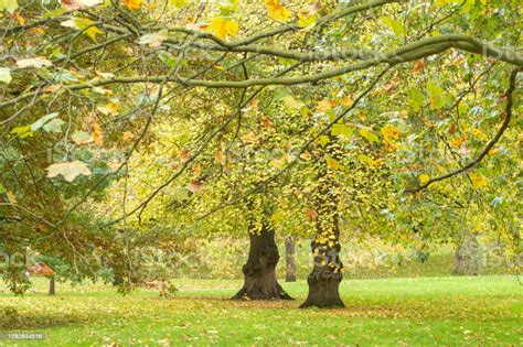 Autumn In The Green Park London Stock Photo Download Image Now