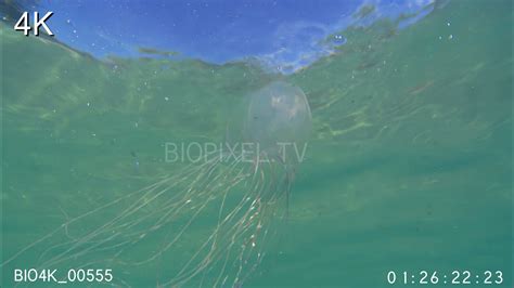 4k Jellyfish Box Jellyfish Chironex Box Jellyfish 4k 1mp4 On Vimeo