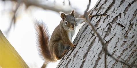 How Do Squirrels Get Into Attics Wildlife Troopers