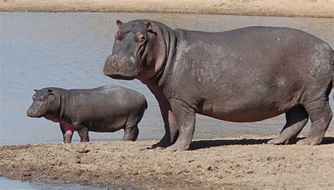 La Gestación Y Reproducción Del Hipopótamo