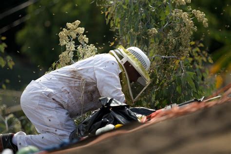 Maybe you would like to learn more about one of these? Bee Removal in Santa Monica, Orange County and Los Angeles ...
