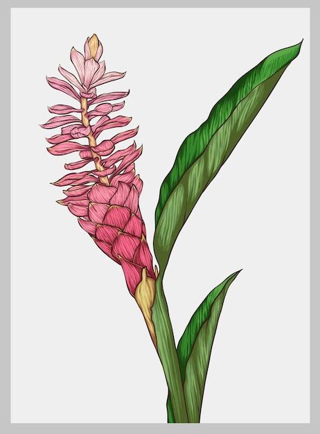 Premium Vector Hand Draw Pink Ginger Flower Illustration
