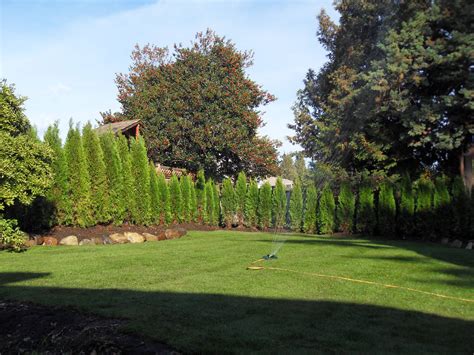 Planting Cedar Hedges In Vancouver Abbotsford Cedar Tree Siding