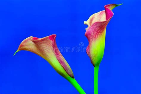 Beautiful Blooming Romantic Pair Of Dual Color Calla Lilies Stock Photo
