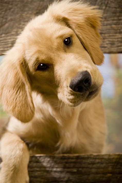 Golden Retriever Dog Breed Information Continental