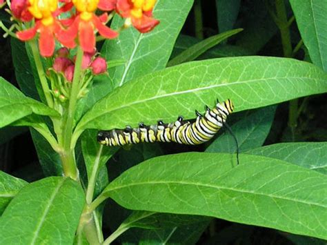 Monarch Butterfly Caterpillar Dfw Urban Wildlife