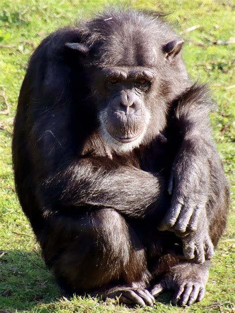 Chimpanzee Monkey Animal Free Photo On Pixabay Pixabay