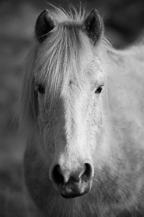 Horse Photo Black And White Horse Equine Art Fine Art Photo Eriskay