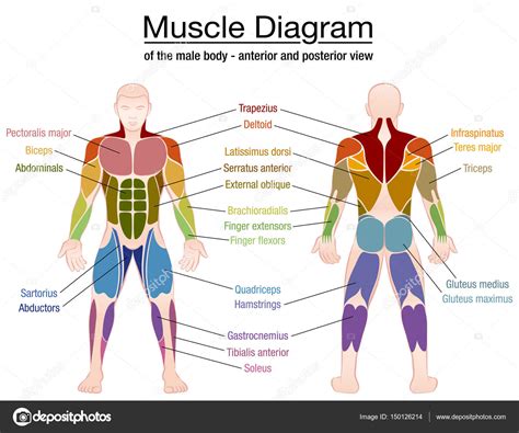 Muscle Diagram Male Body Names Stock Vector By ©furian 150126214