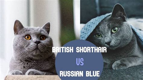 Russian Blue Vs British Shorthair Purr Authority