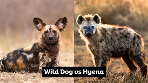 Wild Dog Vs Hyena A Battle Of Survival 2023 Historn