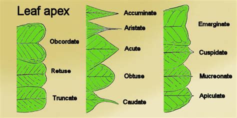 Leaf Apex