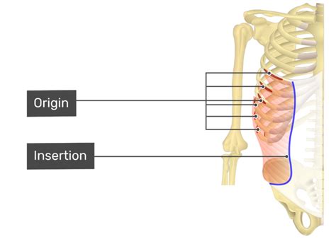 Internal Oblique Origin And Insertion Renew Physical Therapy