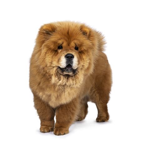 Dogs That Look Like Lions The Smart Dog Guide