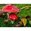 Wallpapers Red Mushrooms