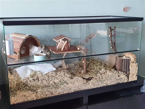 My New Gerbilarium Is In Gerbil Gerbils Rodent Pet Gerbil