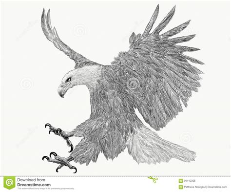 Bald Eagle Swoop Attack Hand Draw Monochrome On White Background Stock