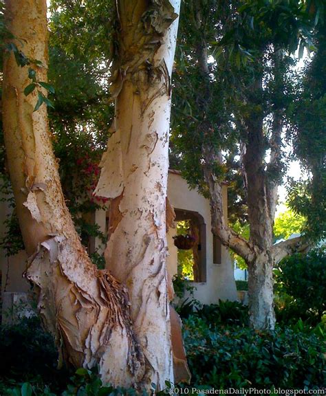 Living Vicuriously Aka Pasadena Daily Photo Has Moved Paper Trees