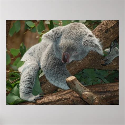 Cute Sleeping Koala Bear Poster Zazzle