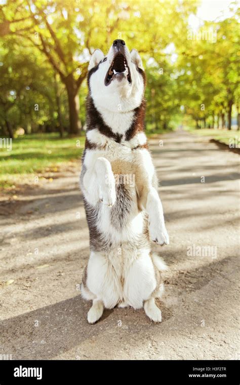 The Gray Husky Dog Standing On Two Legs Stock Photo Alamy