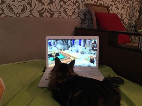 My Cat Likes To Play Wow Rgaming