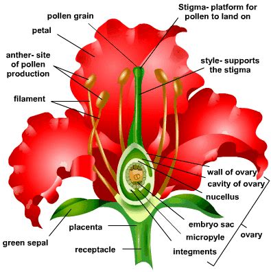 A flower with both male and female parts. Reproduction in Organisms - Study Material for NEET (AIPMT ...