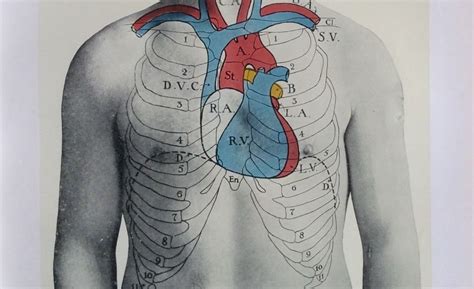 Anatomy Of Chest And Heart