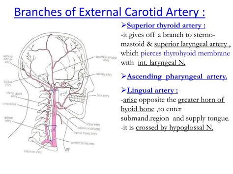 Ppt Common Carotid Artery Powerpoint Presentation Free Download