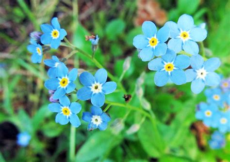 True Forget Me Not Myosotis Scorpioides Photographed May 14 2017