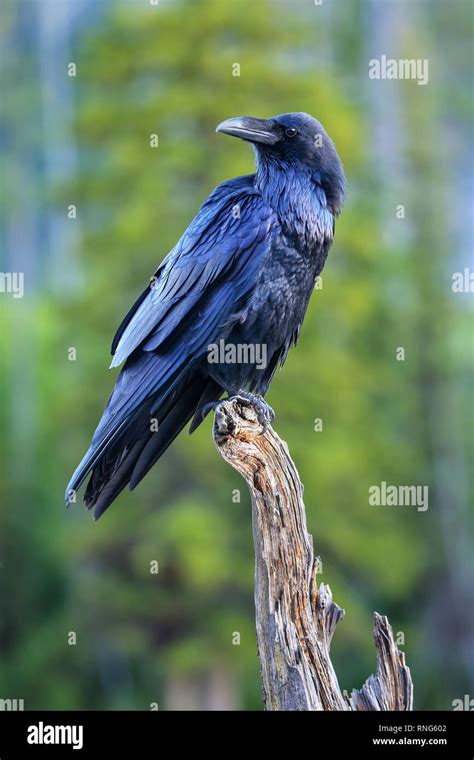 Common Raven Corvus Corax Sitting On A Dead Tree In Yellowstone