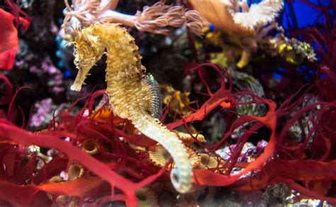 Enseña con este video de dibujos para niños, a dibujar y pintar un caballito de mar. Caballito de mar | Características, hábitat, alimentación, reproducción, pez